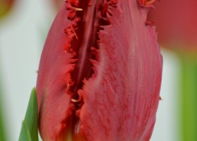 Tulipa Valery Gergiev (4)