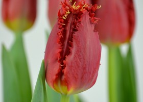 Tulipa Valery Gergiev (5)