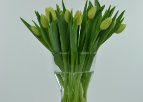 Tulipa Verona (1)