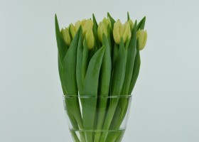 Tulipa Verona (2)