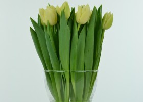 Tulipa Verona (3)