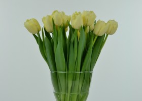 Tulipa Verona (5)