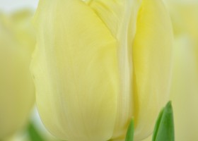 Tulipa Verona (6)
