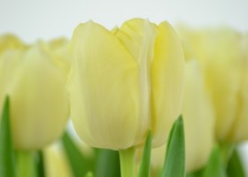 Tulipa Verona (7)