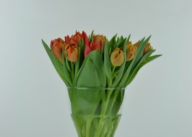 Tulipa Viking (1)