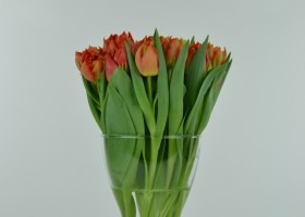 Tulipa Viking (2)