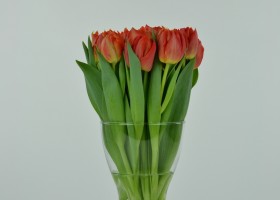 Tulipa Viking (3)