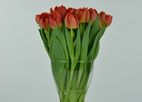 Tulipa Viking (4)