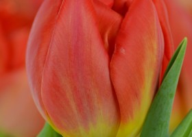 Tulipa Viking (6)