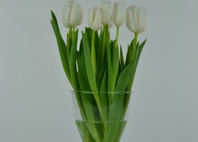 Tulipa White Dream (1)