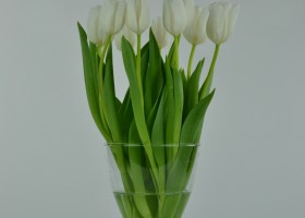 Tulipa White Dream (2)