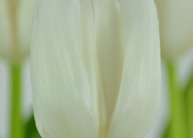 Tulipa White Dream (3)