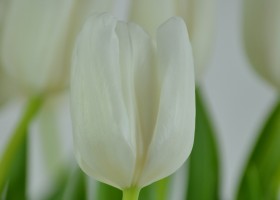 Tulipa White Dream (4)
