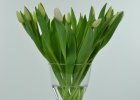 Tulipa White Flag (1)