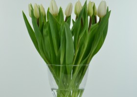 Tulipa White Flag (2)