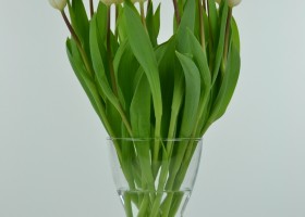 Tulipa White Flag (3)