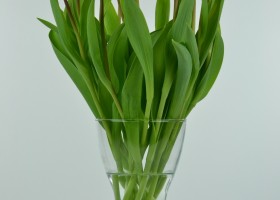 Tulipa White Flag (4)