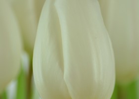 Tulipa White Flag (5)