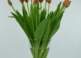 Tulipa World's Favourite (1)