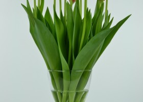Tulipa World's Favourite (2)