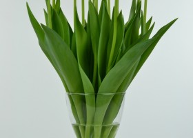 Tulipa World's Favourite (3)