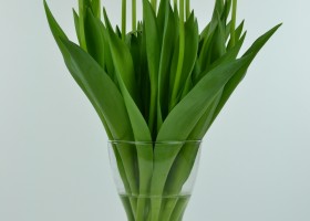 Tulipa World's Favourite (4)