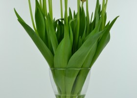 Tulipa World's Favourite (5)