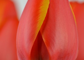 Tulipa World's Favourite (6)