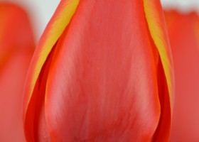 Tulipa World's Favourite (7)