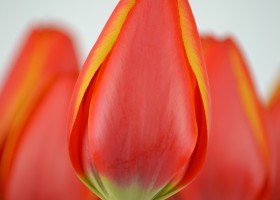 Tulipa World's Favourite (8)