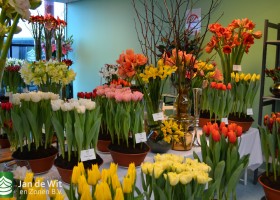 Trade show Proeftuin Zwaagdijk 2017