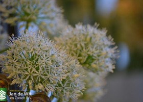 Allium Mount Everest