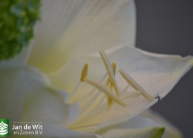 Hippeastrum Mont Blanc