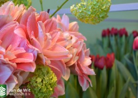 Hippeastrum Pink Glory (2)