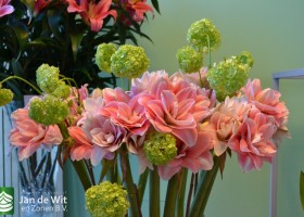 Hippeastrum Pink Glory