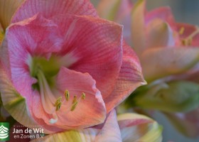 Hippeastrum Reve (2)