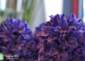 Hyacinth Blue Star