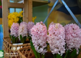 Hycinth Apricot Passion