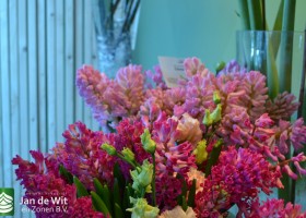Hycinth Jan Bos & China Pink
