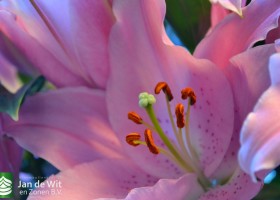 Lilium Catemaco (2)