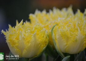 Tulip 206-15
