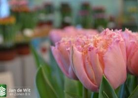 Tulip Pink Magic