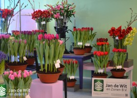 Trade show Proeftuin Zwaagdijk 2019