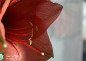 Hippeastrum Bouquet