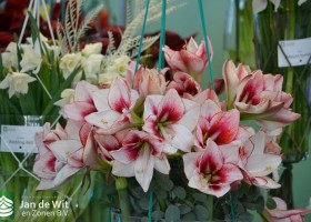 Hippeastrum Showmaster