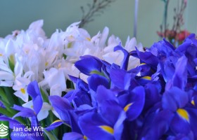 Iris Blue Magic & Alaska