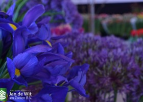 Iris Blue Magic