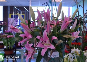 Lilium Pink Palace