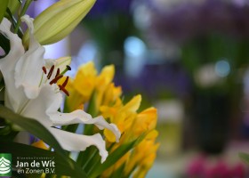 Lilium Zanlorsig (Signum)