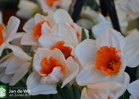 Narcissus Johann Strauss
